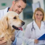 Fizjoterapia psów i Fizjoterapia zwierząt